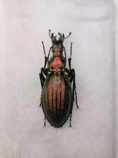 2026年最新】オサムシ 標本の人気アイテム - メルカリ