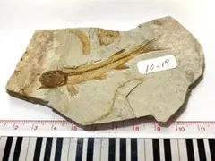 2026年最新】魚化石の人気アイテム - メルカリ