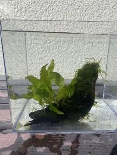 2026年最新】ミクロソリウム サラワクの人気アイテム - メルカリ