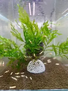 2026年最新】ボルビティス ヒュディロティの人気アイテム - メルカリ