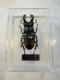 2026年最新】ディアゴスティーニ 昆虫の人気アイテム - メルカリ