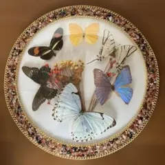 2026年最新】蝶標本 モルフォ蝶の人気アイテム - メルカリ