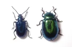 2026年最新】ハムシ標本の人気アイテム - メルカリ