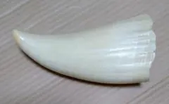 2026年最新】クジラの歯の人気アイテム - メルカリ