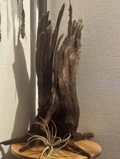 2026年最新】ホーンウッド adaの人気アイテム - メルカリ