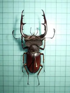 2026年最新】ミヤマクワガタ 標本の人気アイテム - メルカリ