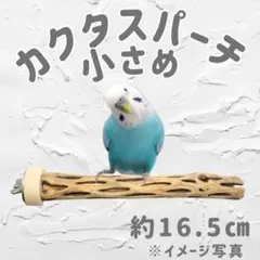 2026年最新】カクタスパーチの人気アイテム - メルカリ