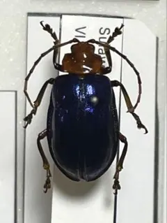 2026年最新】ハムシ標本の人気アイテム - メルカリ