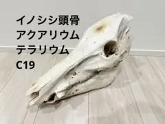 2026年最新】イノシシ 頭骨の人気アイテム - メルカリ