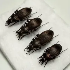 2026年最新】オサムシ 標本の人気アイテム - メルカリ