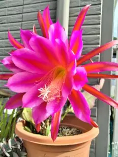 2026年最新】孔雀サボテン抜き苗の人気アイテム - メルカリ