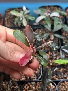 2026年最新】ブセファランドラspの人気アイテム - メルカリ