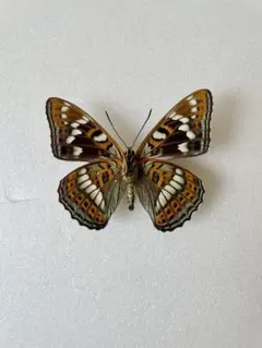 2026年最新】オオイチモンジの人気アイテム - メルカリ