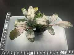 2026年最新】ブセファランドラ ゴースト2016の人気アイテム - メルカリ