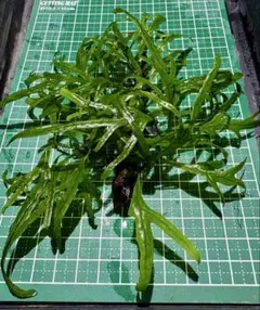 2026年最新】ミクロソリウム 流木の人気アイテム - メルカリ