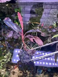 2026年最新】bucephalandra sp. ghost kalimantanの人気アイテム