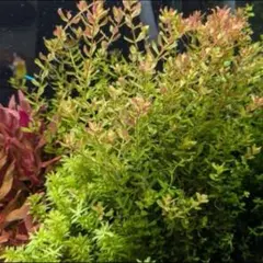 2026年最新】ホシクサの人気アイテム - メルカリ