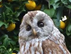 2026年最新】フクロウ剥製の人気アイテム - メルカリ