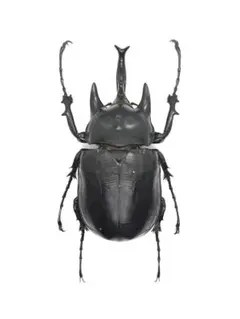 2026年最新】レックスゾウカブトの人気アイテム - メルカリ