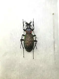 2026年最新】オサムシ 標本の人気アイテム - メルカリ