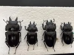 2026年最新】マルバネクワガタ 標本の人気アイテム - メルカリ