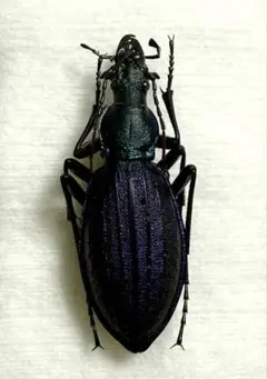 2026年最新】オサムシ 標本の人気アイテム - メルカリ