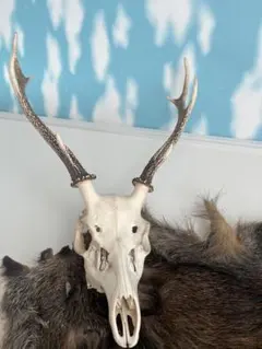 2026年最新】鹿 角 トロフィーの人気アイテム - メルカリ