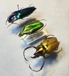 2026年最新】ハナムグリ標本の人気アイテム - メルカリ