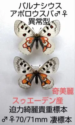 2026年最新】パルナシウスの人気アイテム - メルカリ