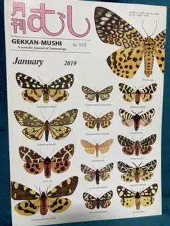 2026年最新】昆虫 標本の人気アイテム - メルカリ