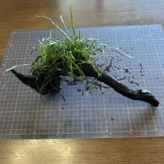2026年最新】ミクロソリウム 流木の人気アイテム - メルカリ