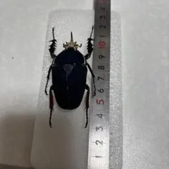 2026年最新】ウガンデンシスオオツノカナブン 標本の人気アイテム