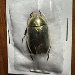 2026年最新】プラチナコガネ 標本の人気アイテム - メルカリ