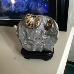 2026年最新】アンモナイト 化石 北海道の人気アイテム - メルカリ