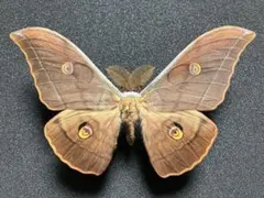 2026年最新】ヤママユ 昆虫標本の人気アイテム - メルカリ