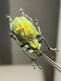 2026年最新】Yahoo!オークション -カナブン 標本の中古品・新品・未