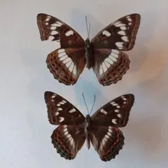 2026年最新】オオイチモンジの人気アイテム - メルカリ