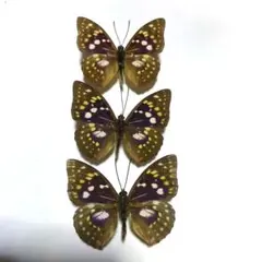 2026年最新】オオムラサキの人気アイテム - メルカリ