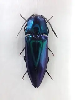 2026年最新】ノブオオオアオコメツキの人気アイテム - メルカリ