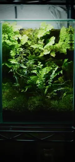 完成品】ADA苔テラリウム/イモリウムカエル苔アートパルダリウム/No