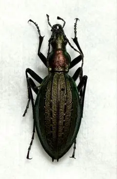 2026年最新】オサムシ 標本の人気アイテム - メルカリ