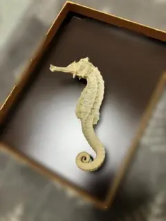 2026年最新】タツノオトシゴ標本の人気アイテム - メルカリ