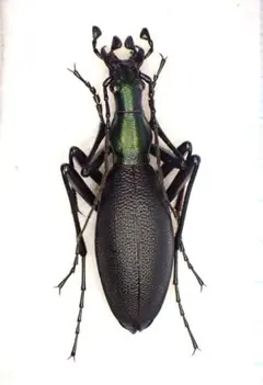 2026年最新】マイマイカブリ 標本の人気アイテム - メルカリ