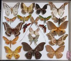 2026年最新】イザベラミズアオの人気アイテム - メルカリ