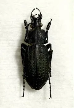 2026年最新】オサムシ 標本の人気アイテム - メルカリ