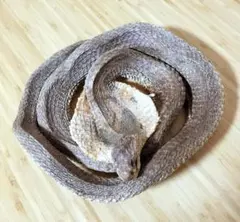 2026年最新】コブラ剥製の人気アイテム - メルカリ