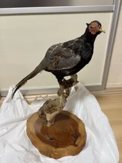 2026年最新】雉 剥製の人気アイテム - メルカリ