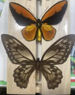 2026年最新】蝶 標本 アゲハの人気アイテム - メルカリ