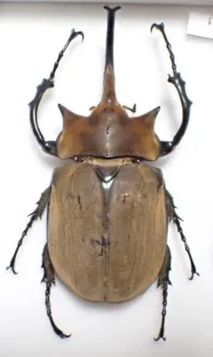 2026年最新】エレファスゾウカブト 標本の人気アイテム - メルカリ