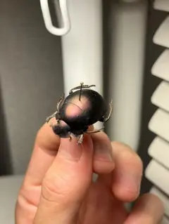 35mm】ピンポンタマオシコガネ 飛べないフンコロガシ オオニジ